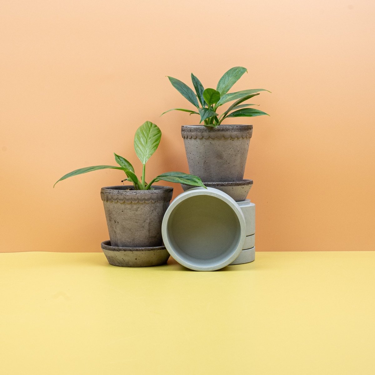 Philodendron Campii Lynette – Ansicht 9