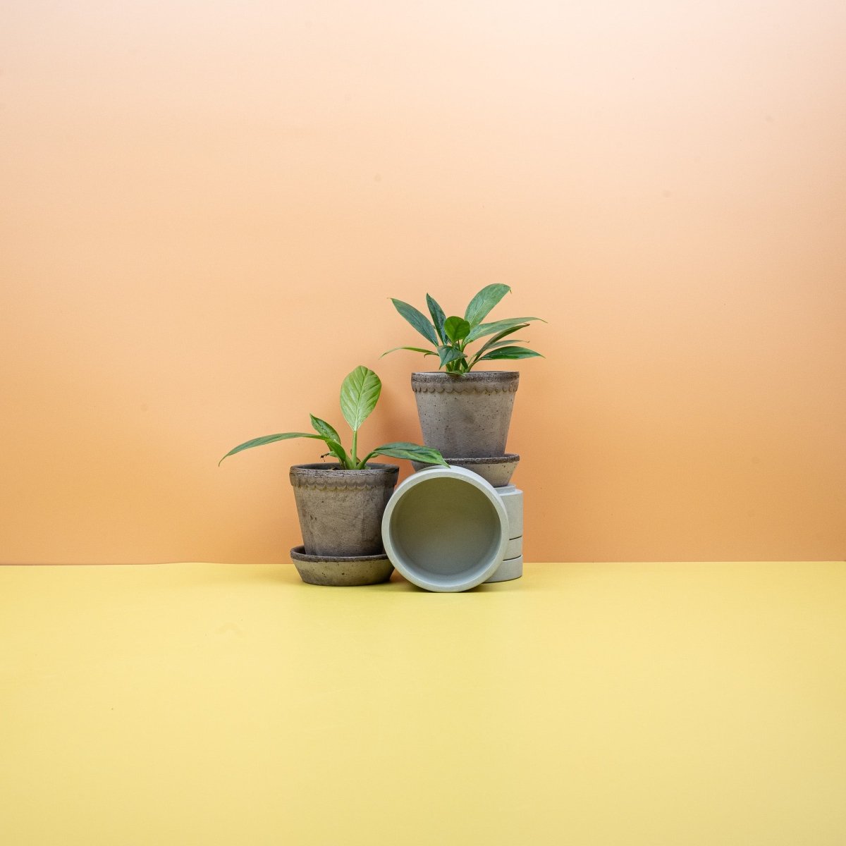 Philodendron Campii Lynette für moderne Wohnkonzepte