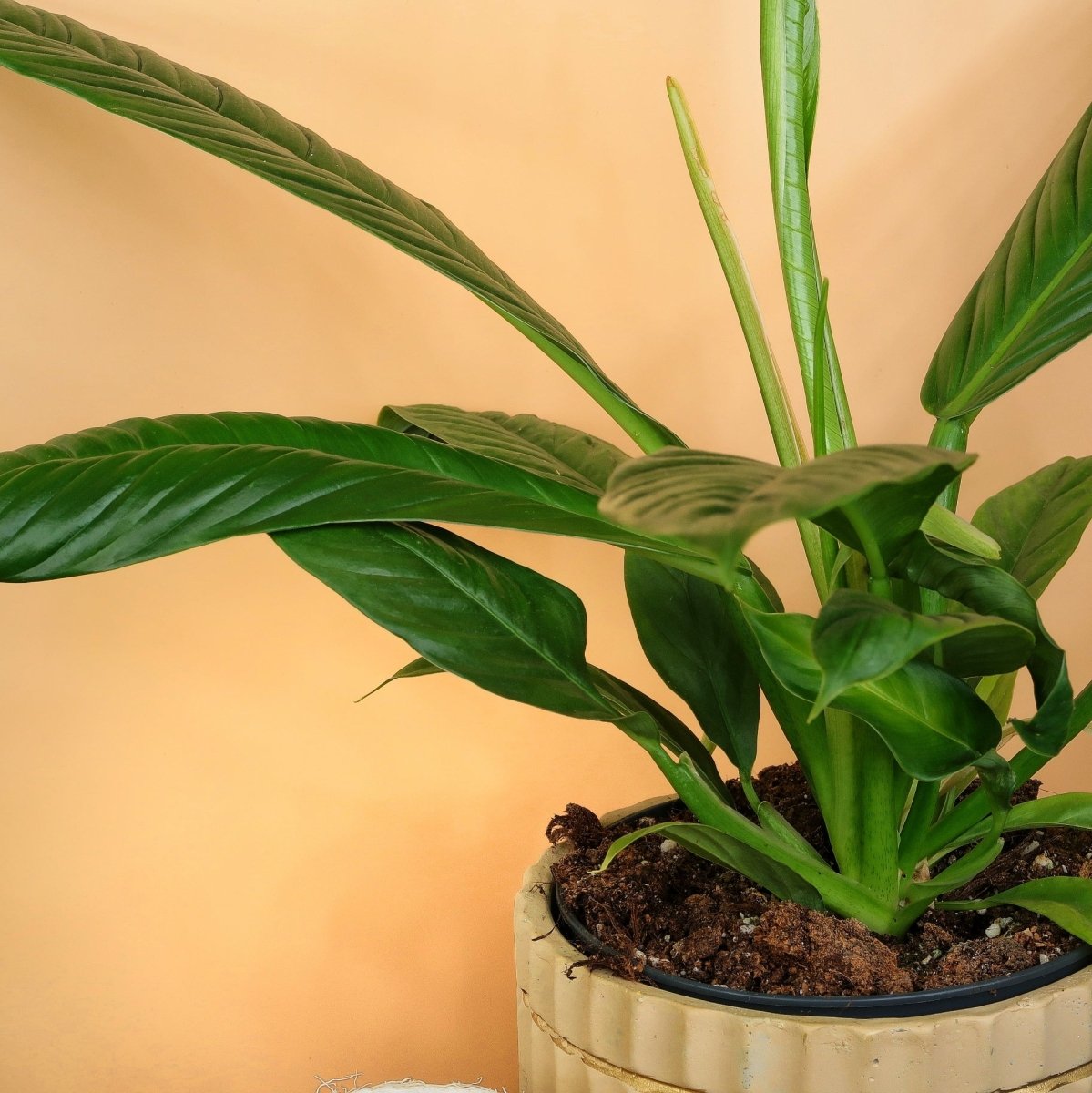 Kompakter, buschiger Wuchs bei Philodendron Campii Lynette