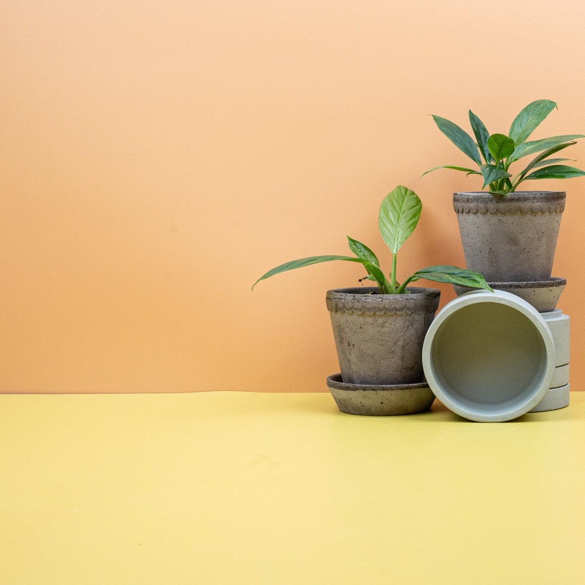 Philodendron Campii Lynette – Ansicht 8
