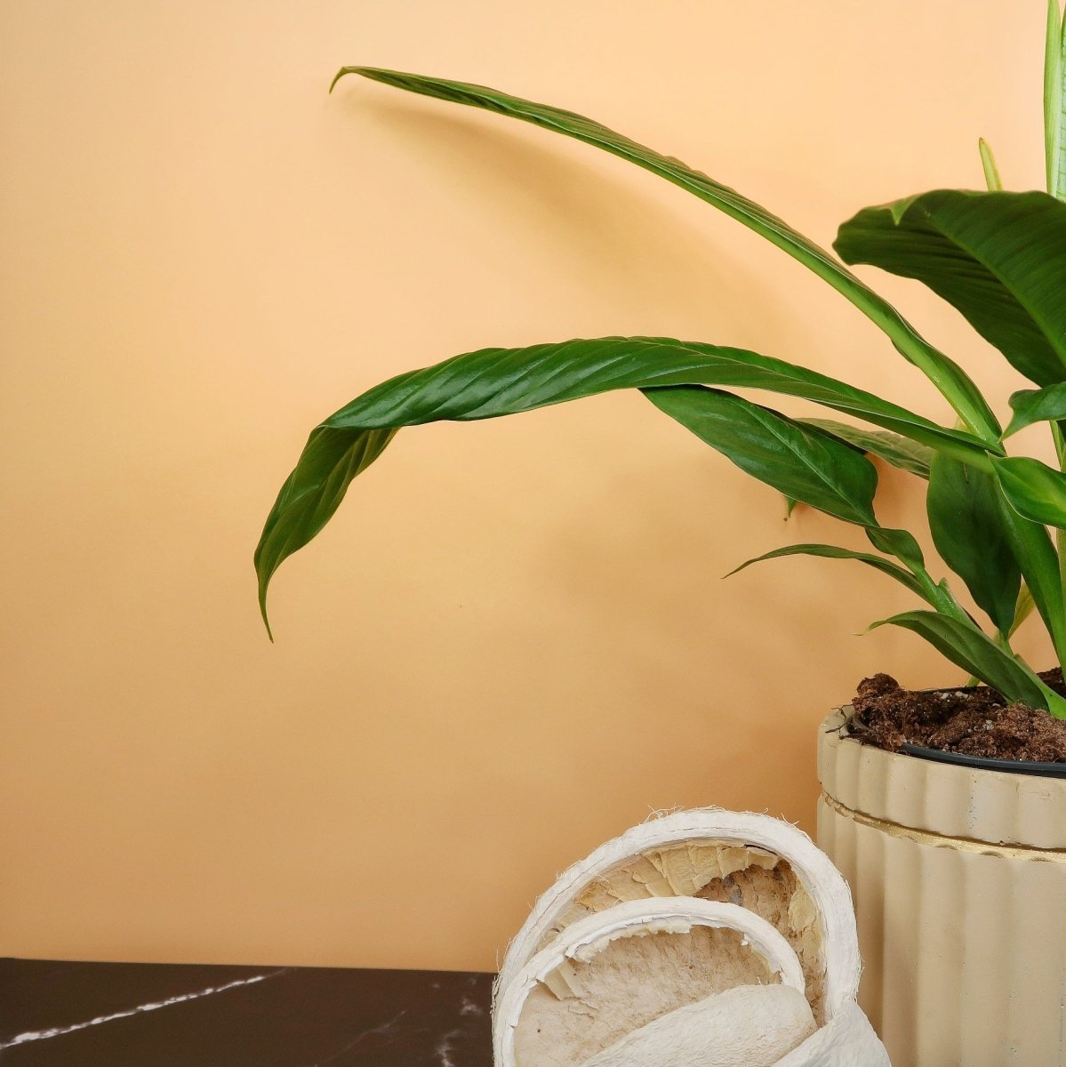Philodendron Campii Lynette – leicht gerippte Blattstruktur
