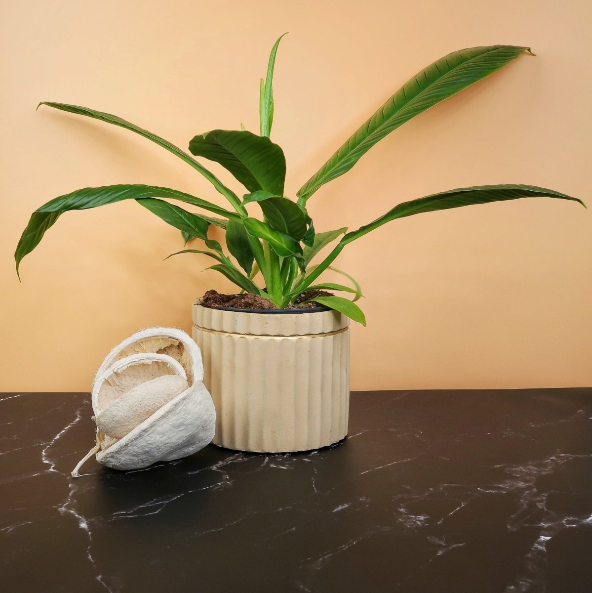 Philodendron Campii Lynette – seltene Zimmerpflanze – potflourri