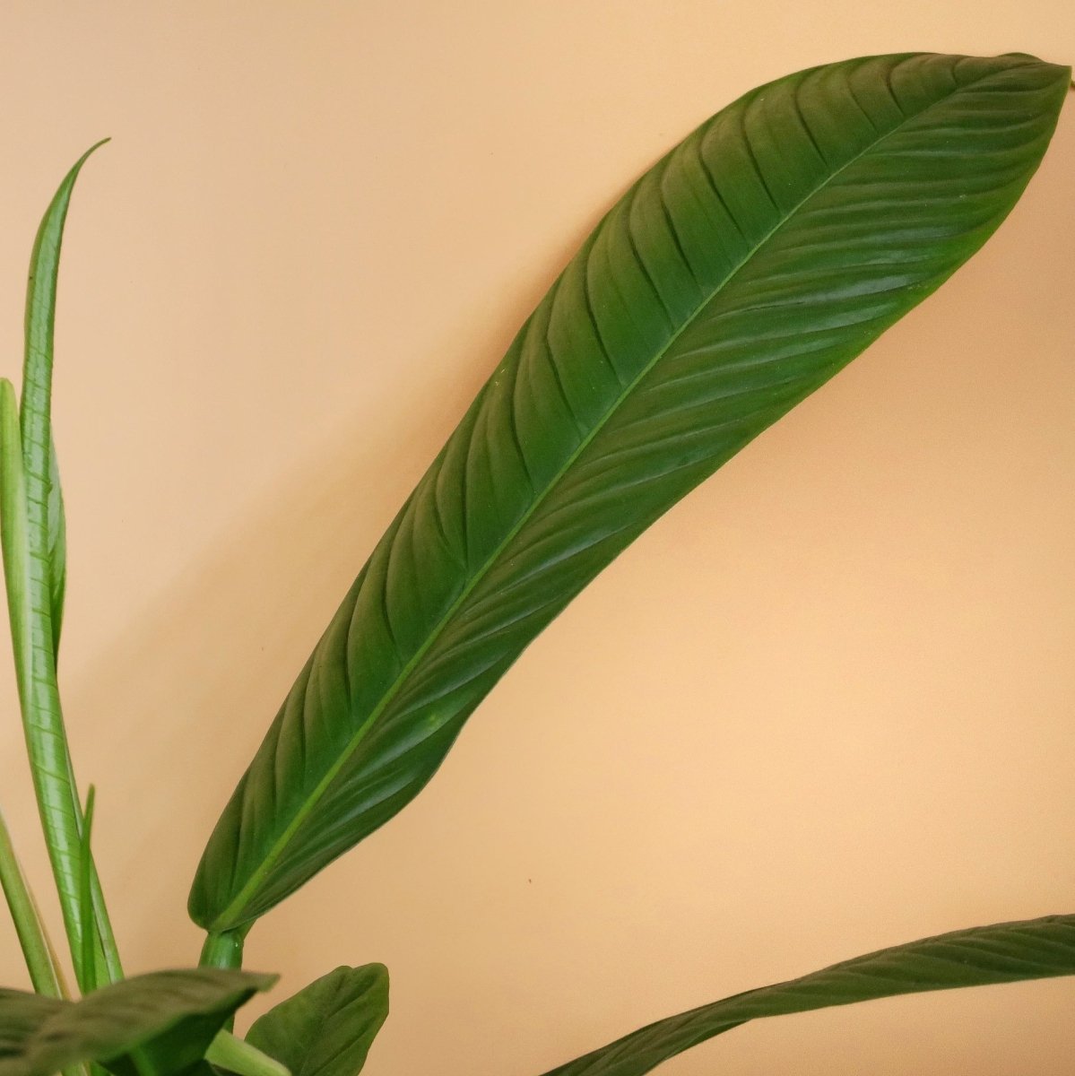 Philodendron Campii Lynette – elegante, exotische Optik