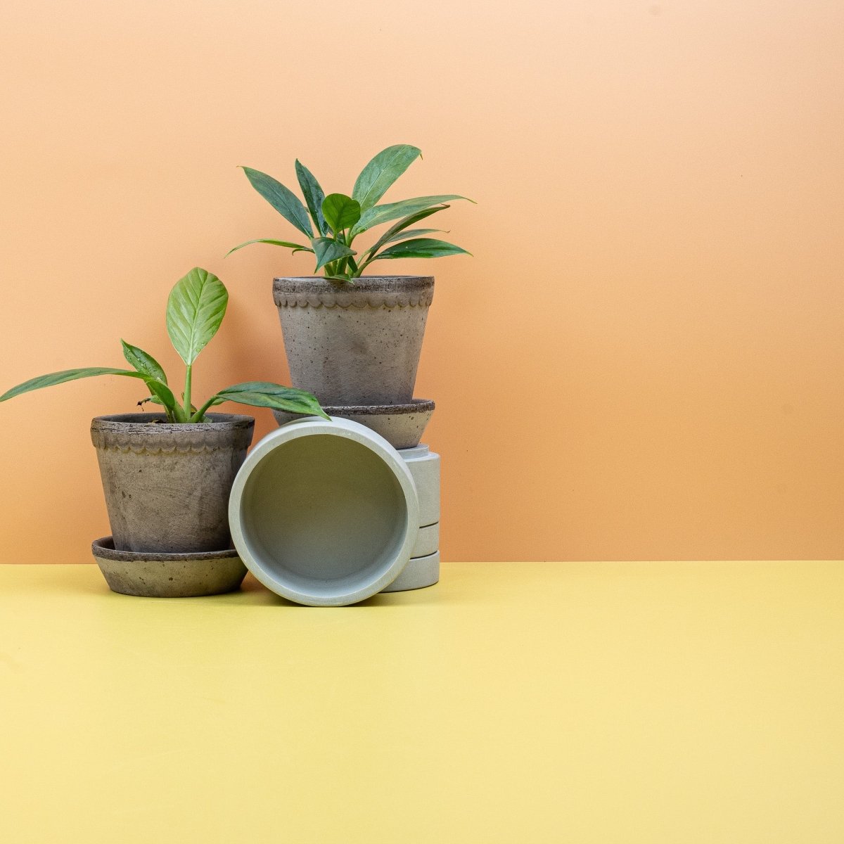 Philodendron Campii Lynette – Ansicht 7