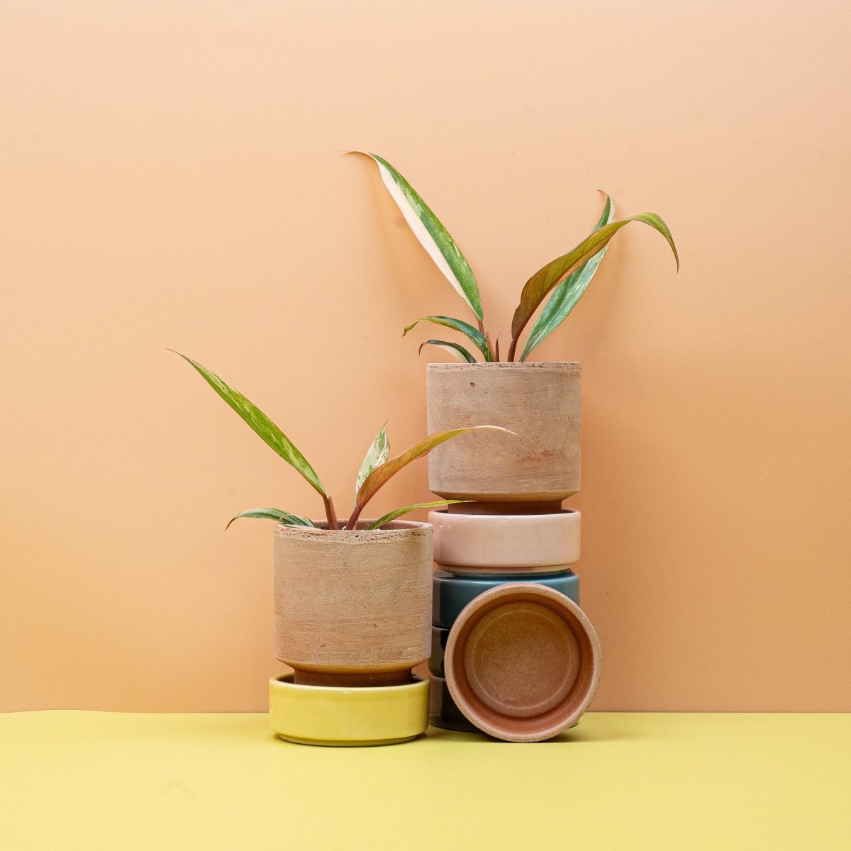 Philodendron Caramel Marble, Nahaufnahme – Ansicht 10