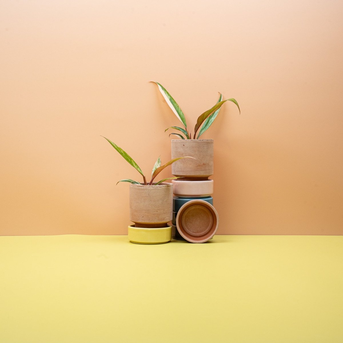 Philodendron Caramel Marble, Gesamtwuchs der Pflanze