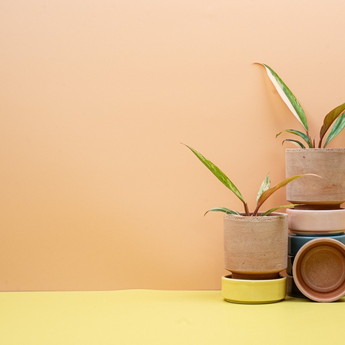 Philodendron Caramel Marble, Wuchsform – Ansicht 9