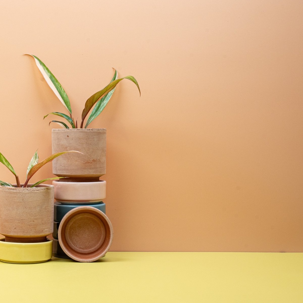 Philodendron Caramel Marble im Topf – Ansicht 8