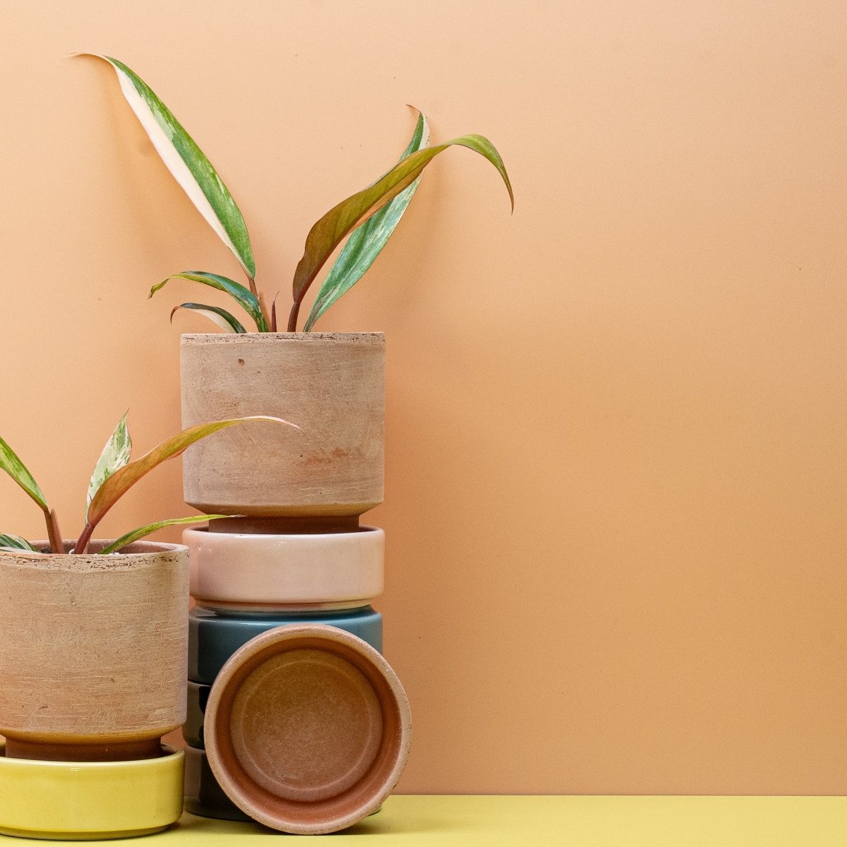 Philodendron Caramel Marble, junges Blatt im Wachstum