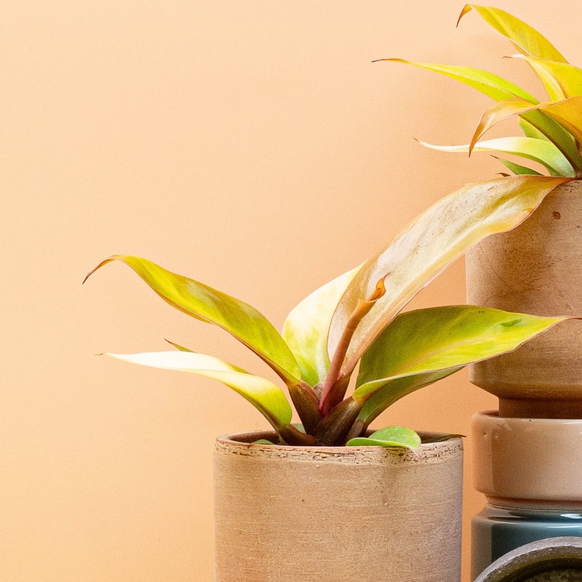 Philodendron Cherry Red, Gesamtansicht der Pflanze