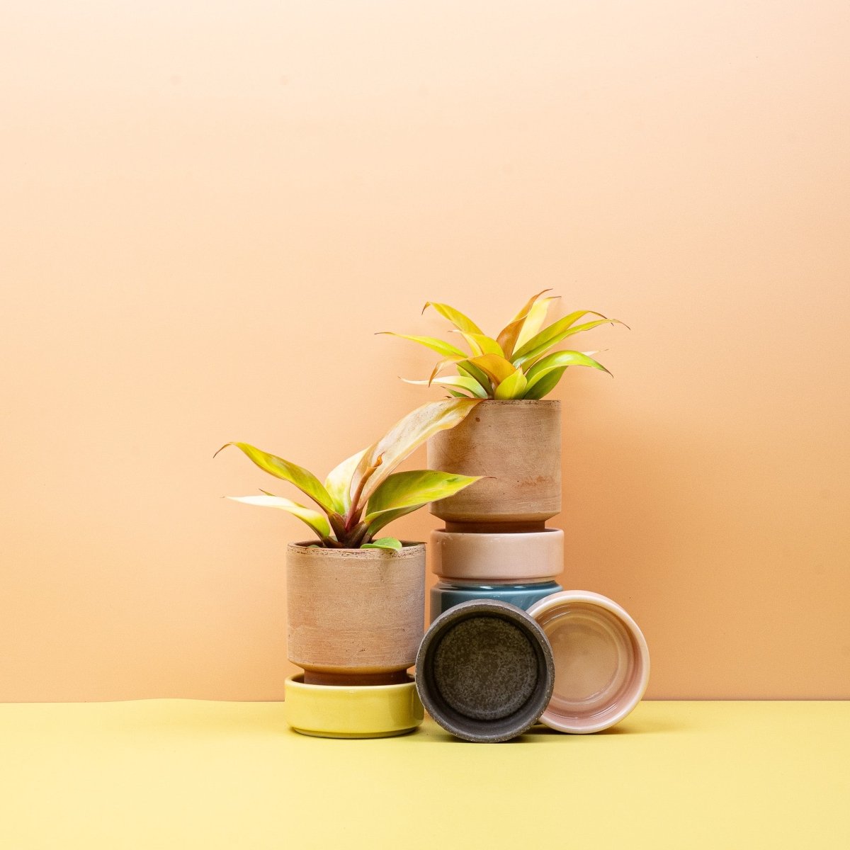 Philodendron Cherry Red – breite, ovale Blattform