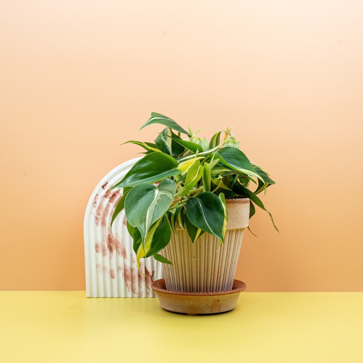 Philodendron Cream Splash in Hängeampel