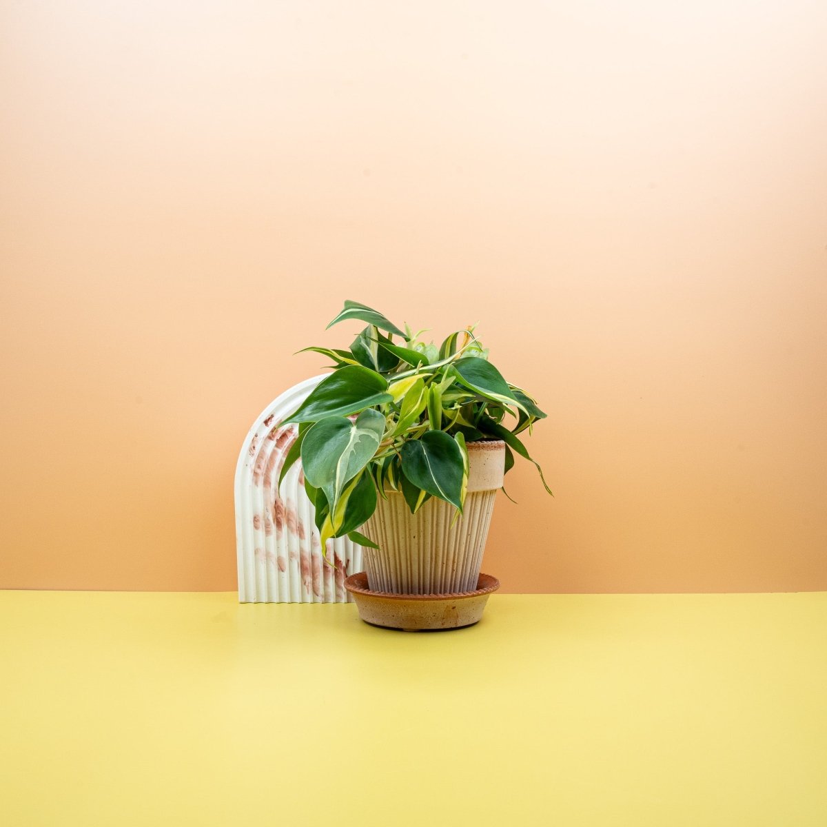 Philodendron Cream Splash, cremefarbene Sprenkel – potflourri