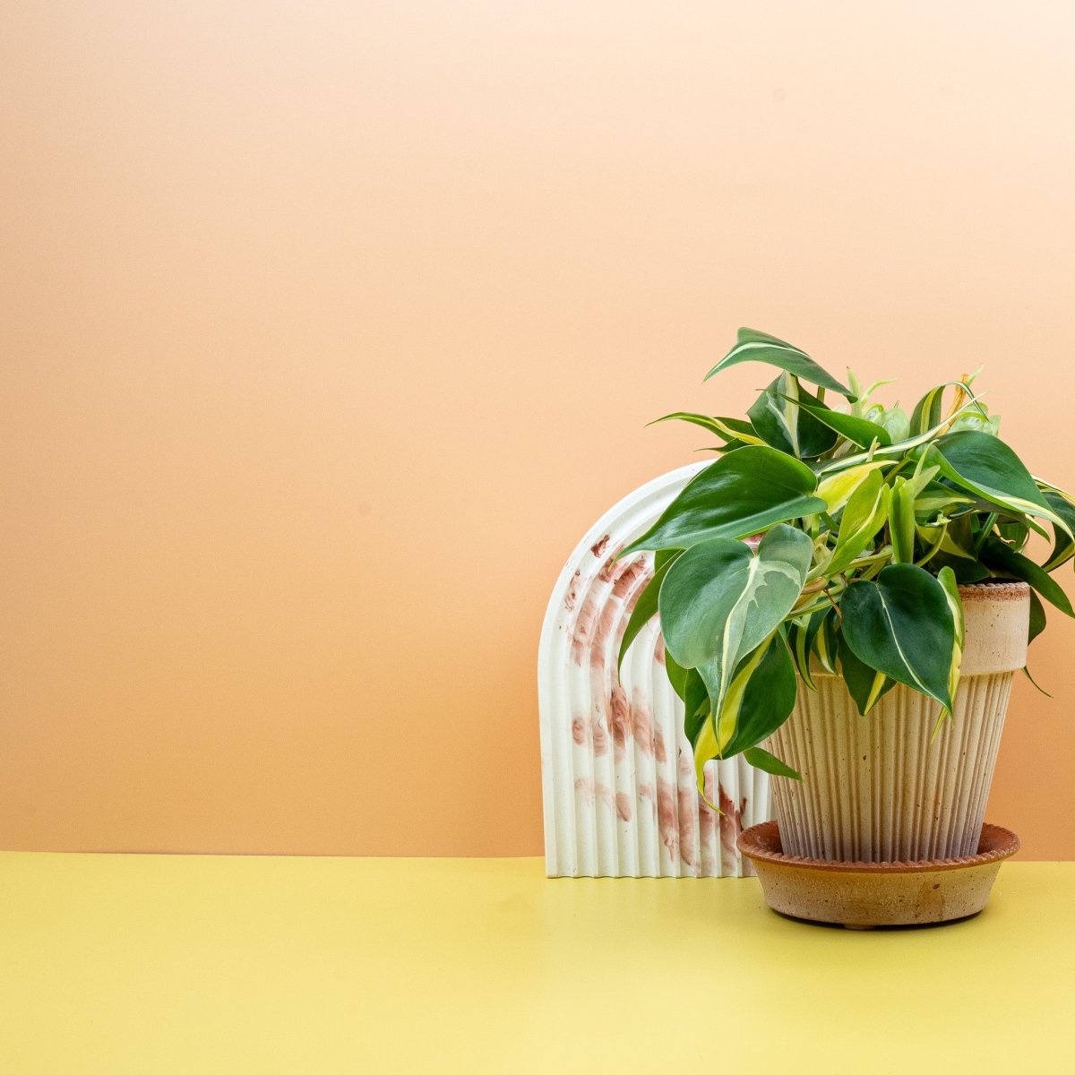 Philodendron Cream Splash, herzförmige Blätter