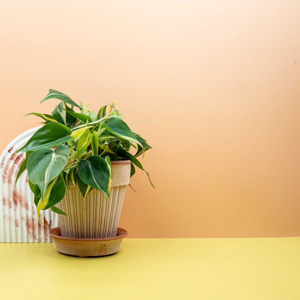 Philodendron Cream Splash als Kletterpflanze an Rankhilfe