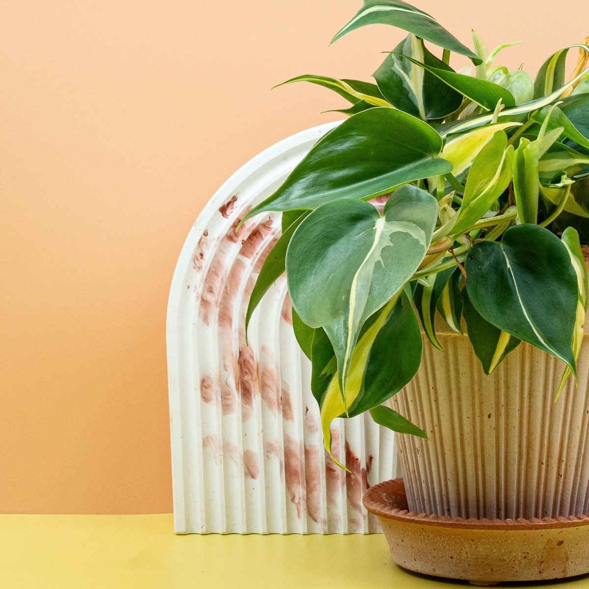 Philodendron Cream Splash im Detail