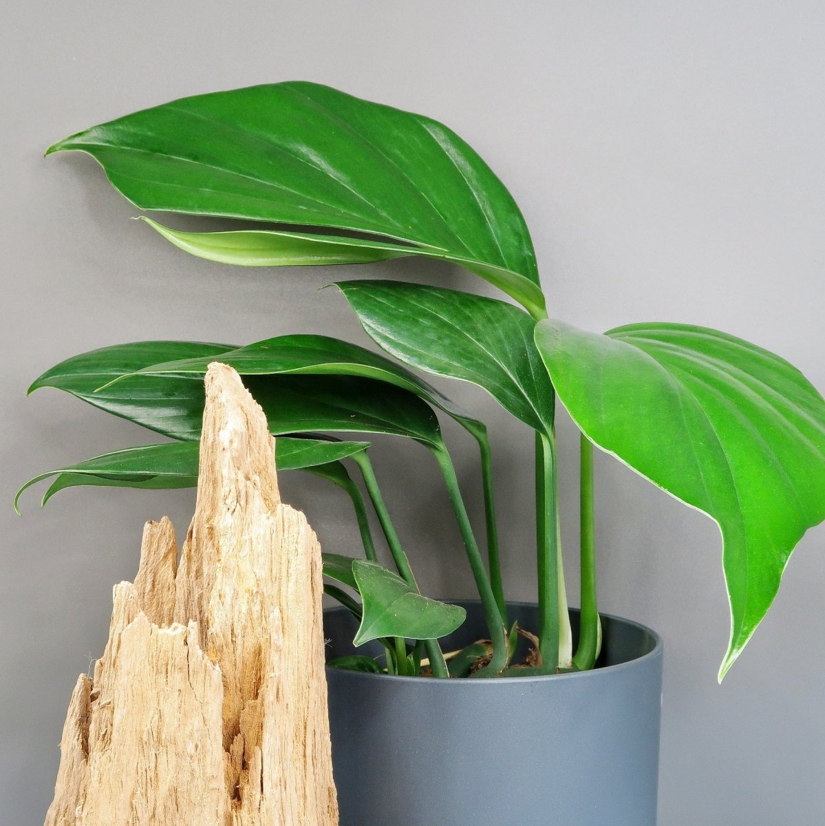 Philodendron Dragon Tail, exotische Ausstrahlung