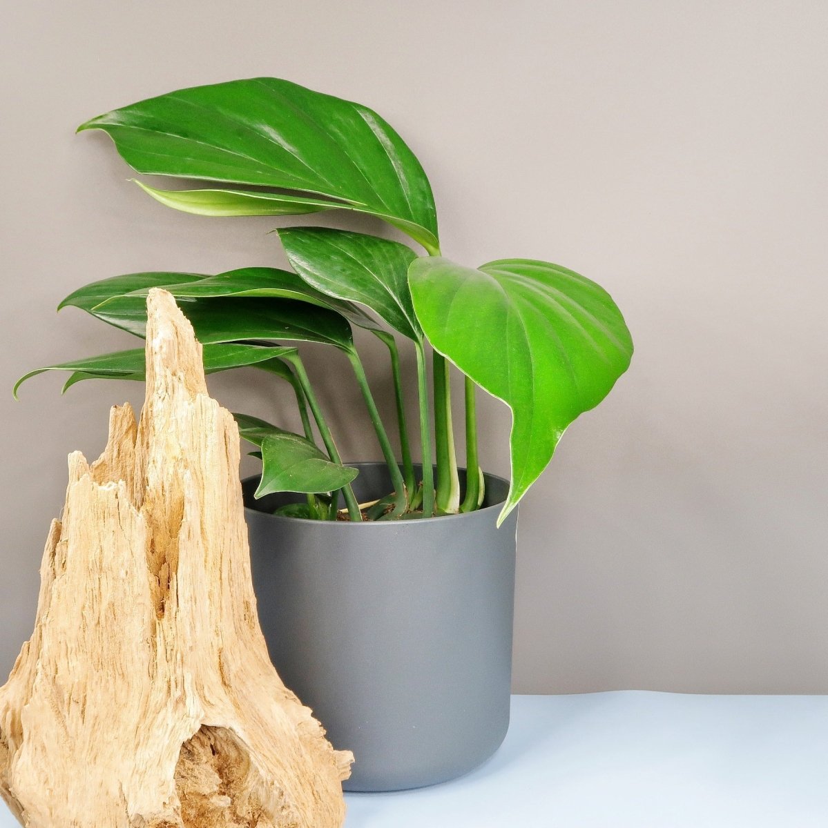 Philodendron Dragon Tail – satte grüne Farbe