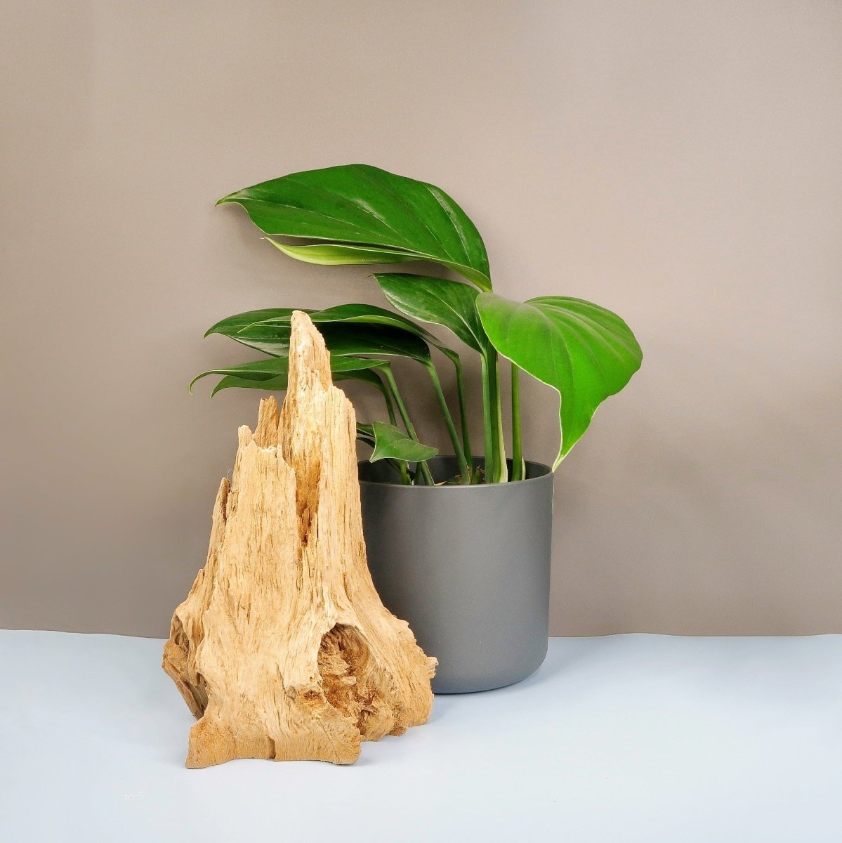 Philodendron Dragon Tail – Zimmerpflanze mit drachenartiger Blattform – potflourri