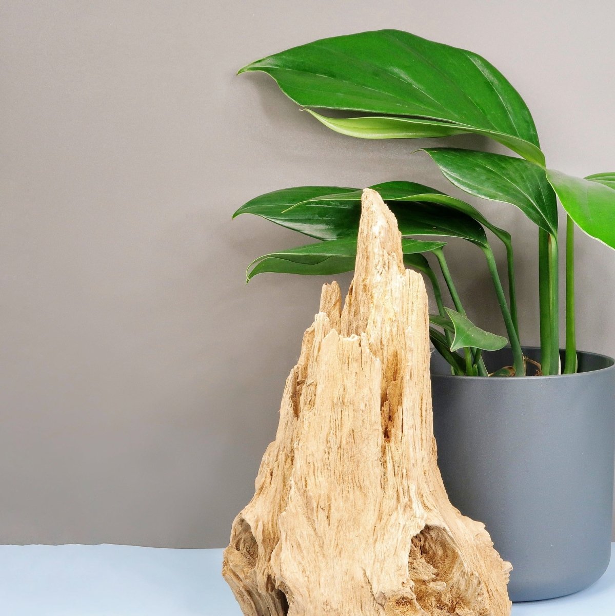 Philodendron Dragon Tail, gewellte Blattränder