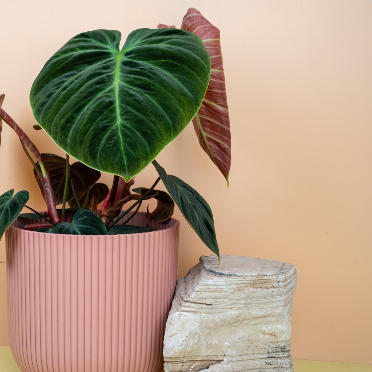 Philodendron El Choco Red mit markanten Blattadern