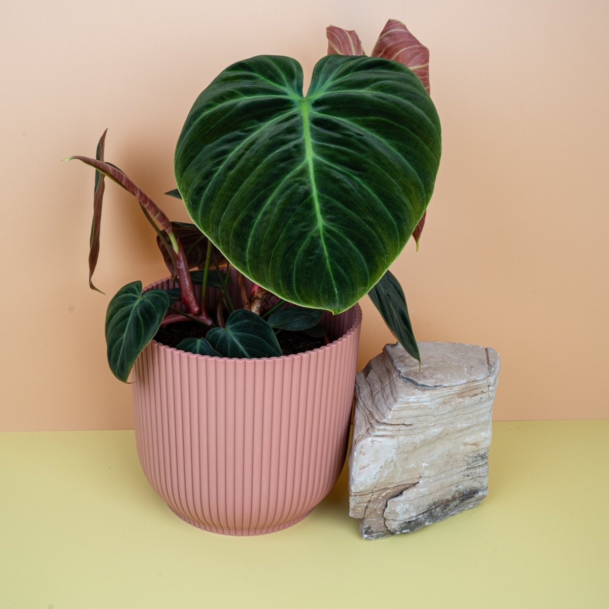 Philodendron El Choco Red, rote Blattunterseite
