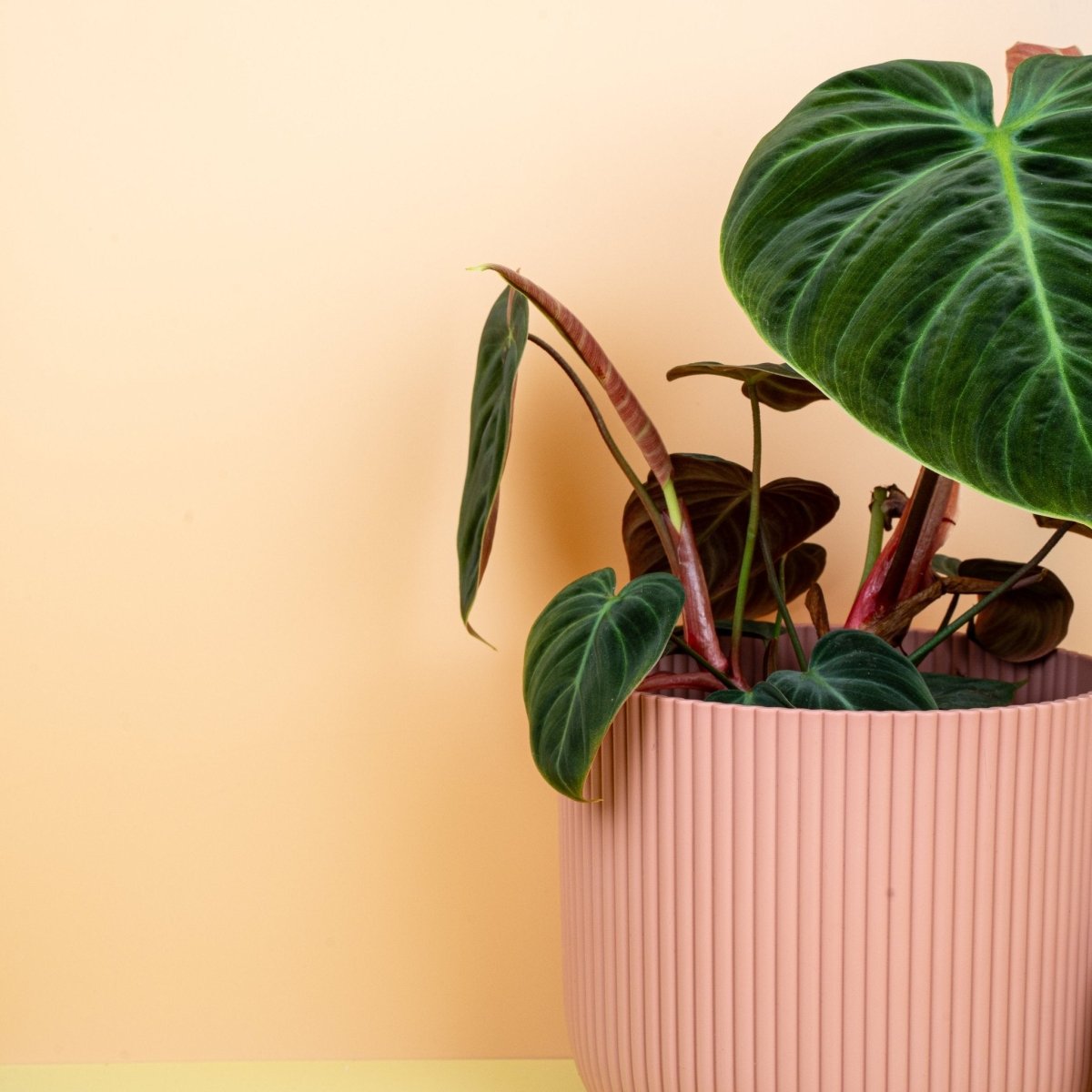 Philodendron El Choco Red, dunkelgrüne Blattfarbe im Detail