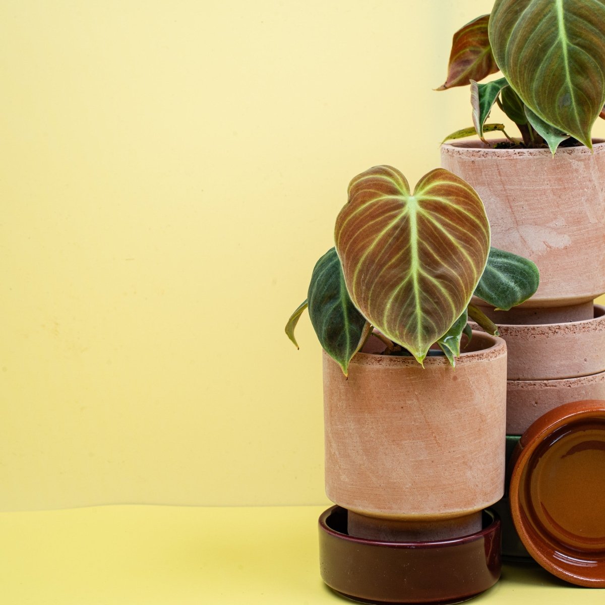 Philodendron El Choco Red – matte Samtoberfläche des Blattes – potflourri
