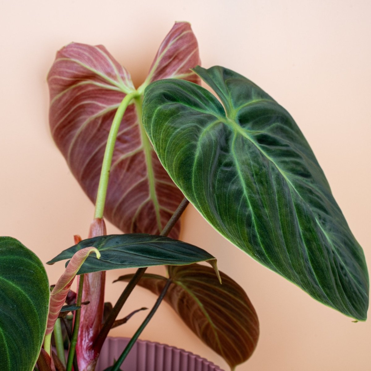 Philodendron El Choco Red, junges Blatt im Wachstum