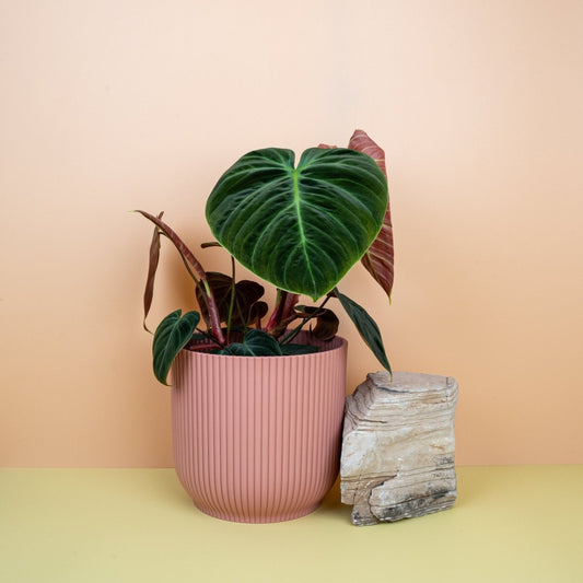 Philodendron El Choco Red, herzförmige Blätter mit roter Rückseite – potflourri
