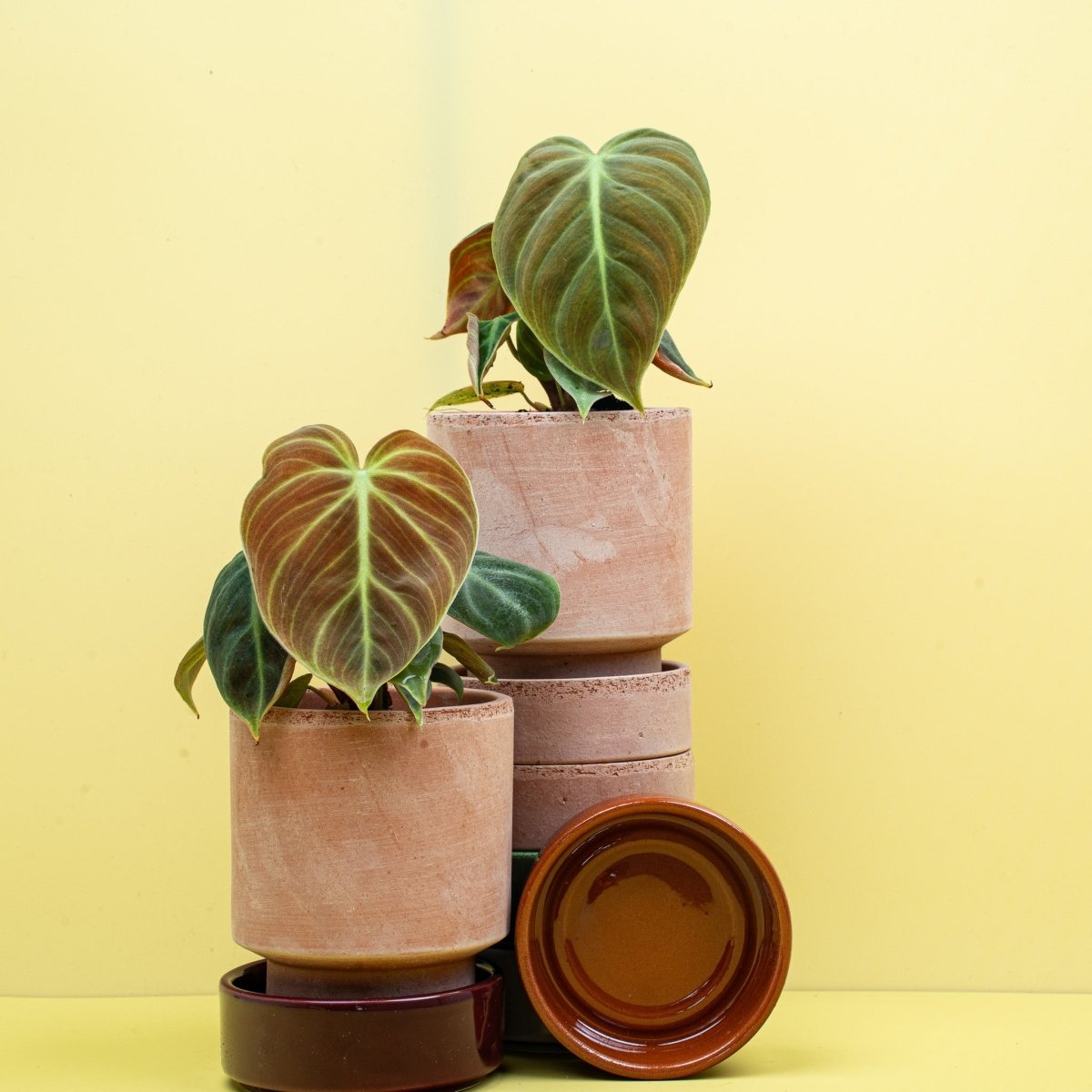 Philodendron rubrijuvenile El Choco Red – herzförmige Samtblätter – potflourri