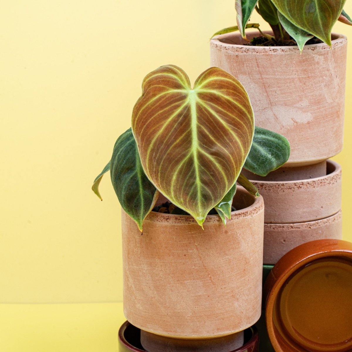 Philodendron El Choco Red – Zimmerpflanze im Kulturtopf – potflourri