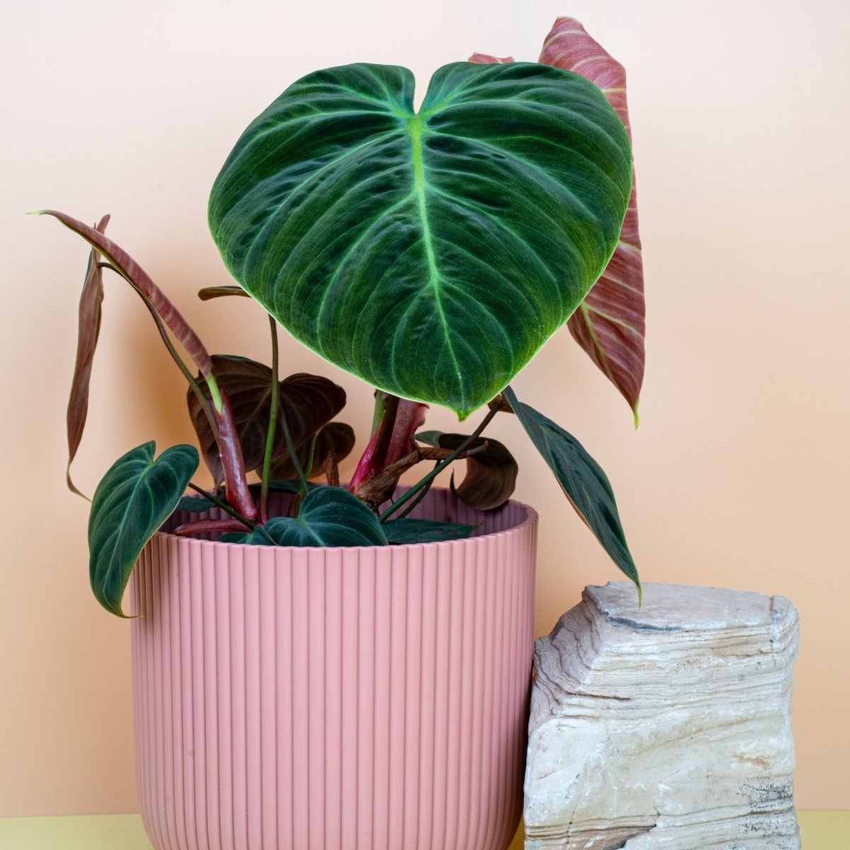 Philodendron El Choco Red, samtige Blattoberfläche