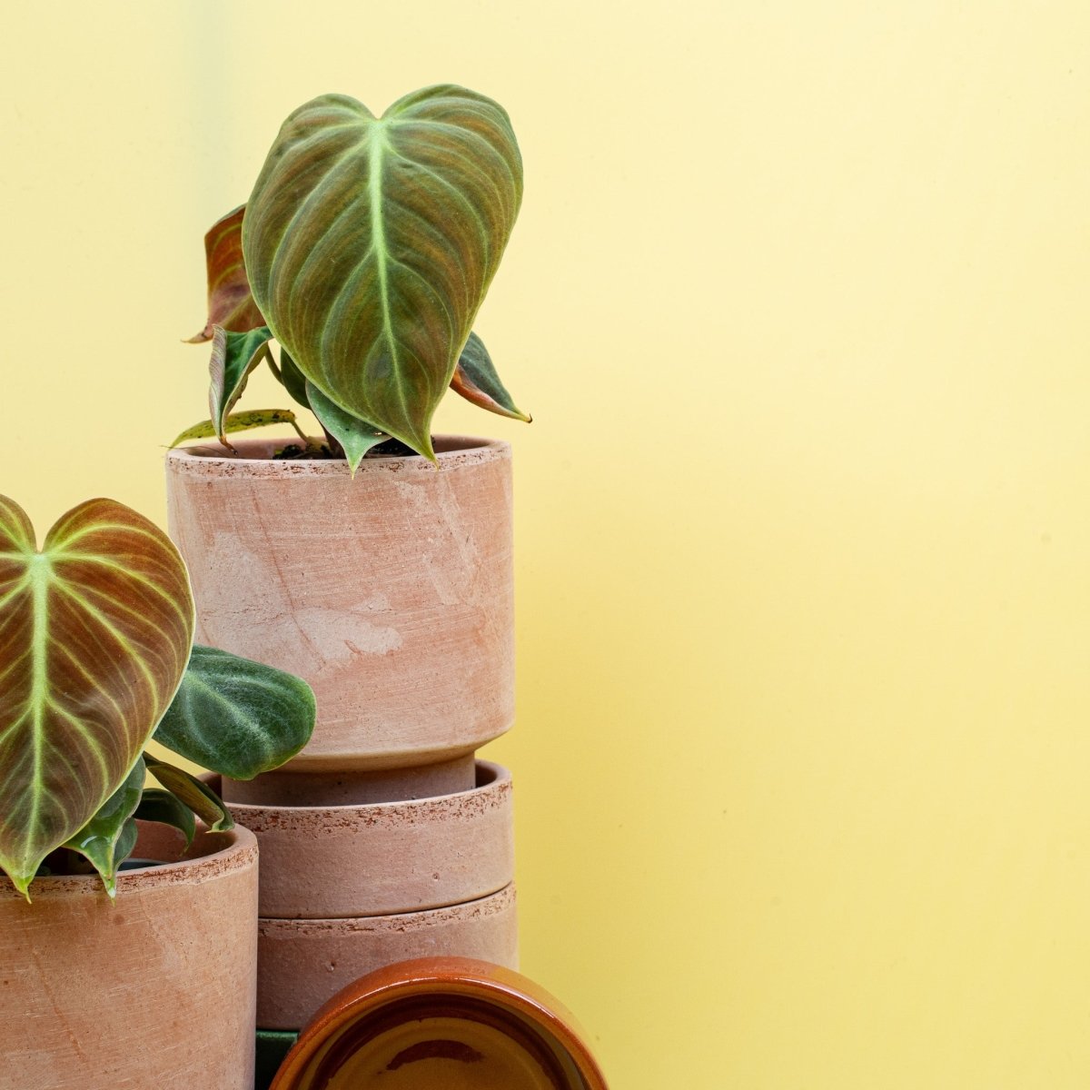 Philodendron El Choco Red – dunkelgrünes Blatt mit hellen Adern – potflourri