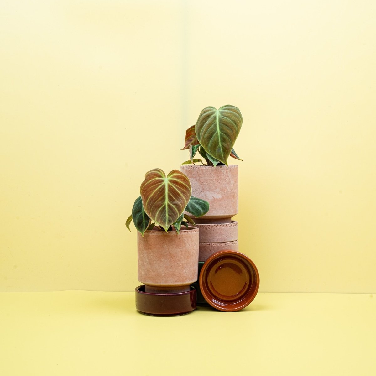 Philodendron El Choco Red, Gesamtansicht der Pflanze