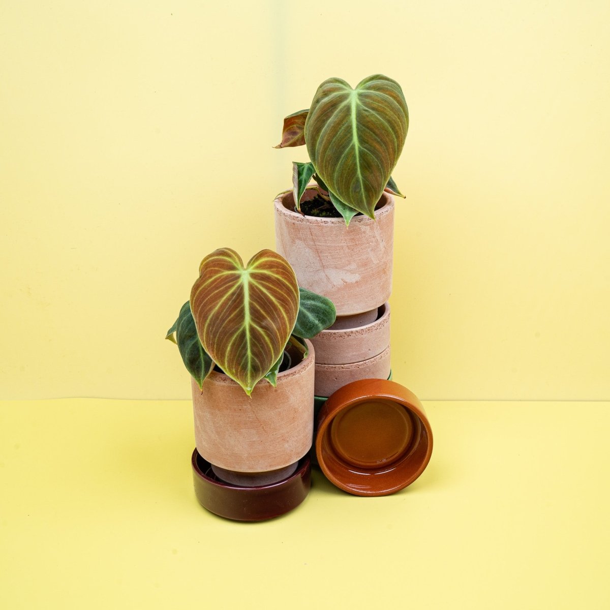 Philodendron El Choco Red – samtiges Blatt mit hellen Adern – potflourri