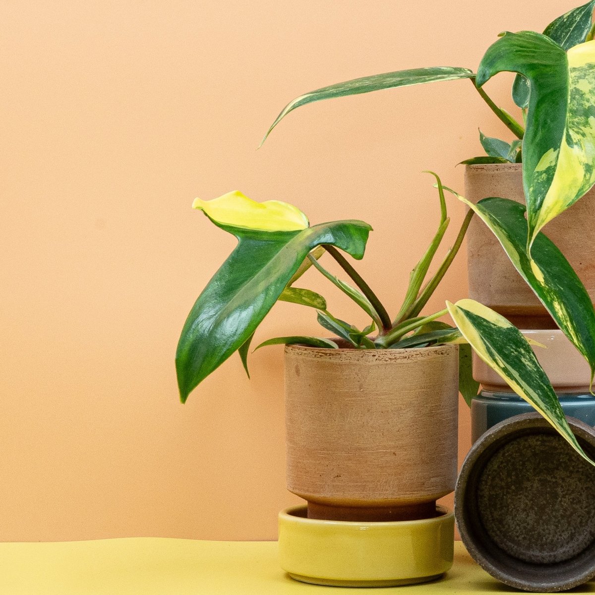 Philodendron Florida Beauty – creme-gelbe Sprenkelung auf grünem Blatt – potflourri