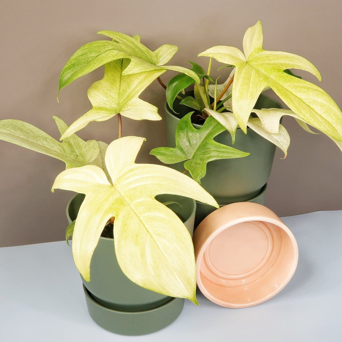 Philodendron Florida Ghost – geisterhafte Anmut