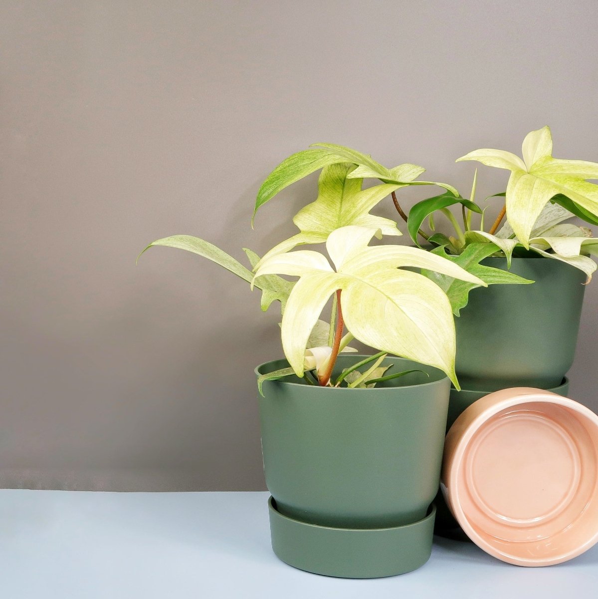 Philodendron Florida Ghost, weiß-grünes Farbspiel
