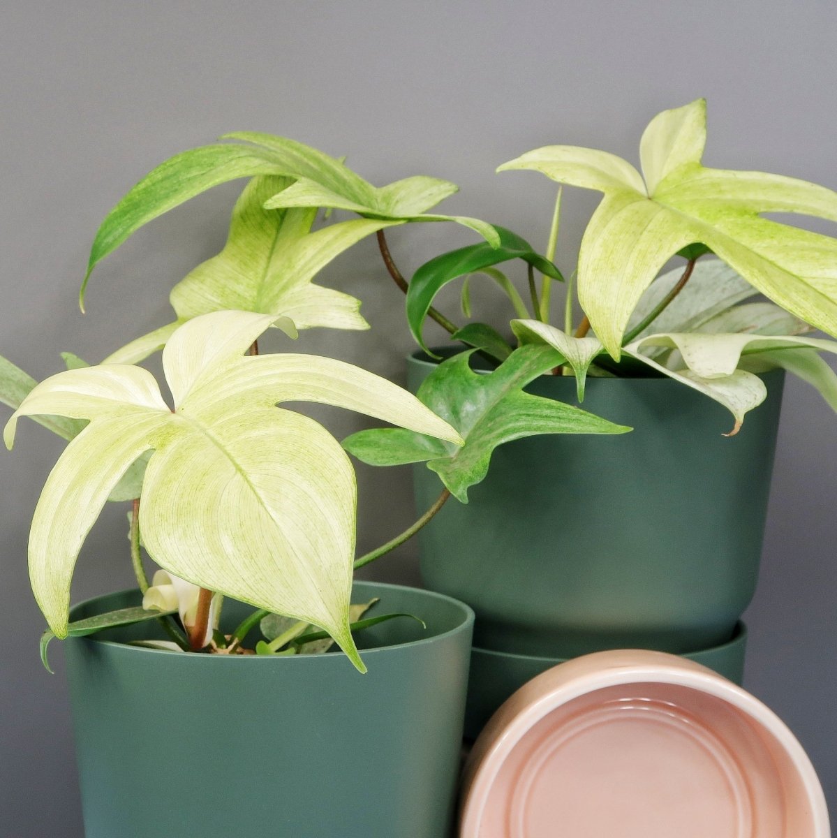 Philodendron Florida Ghost, tief geteilte Blätter