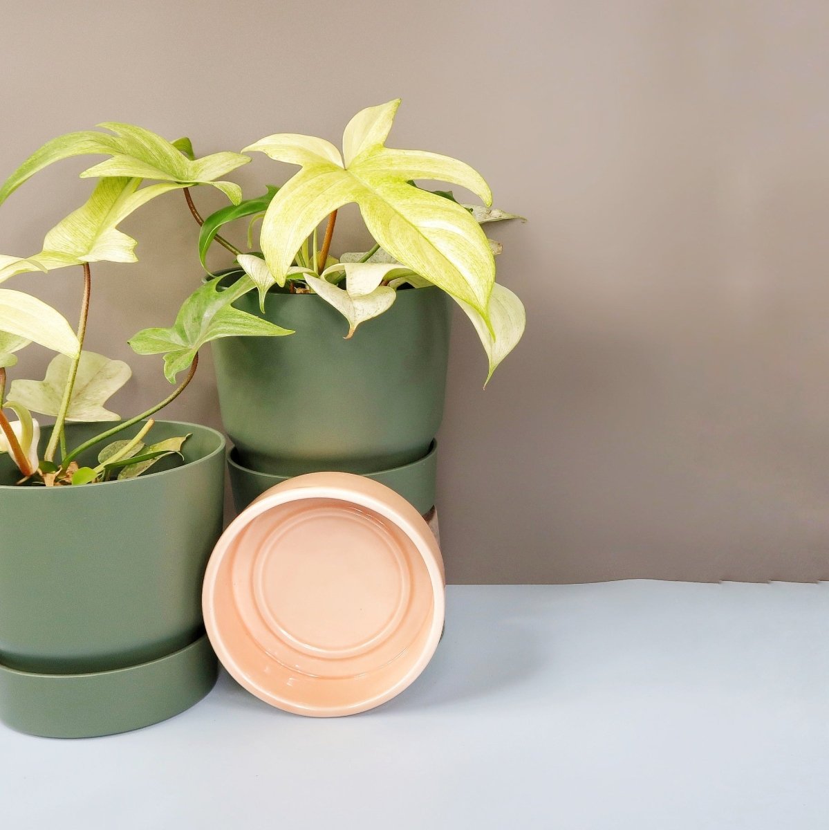 Philodendron Florida Ghost mit Mintgrün-Anteilen
