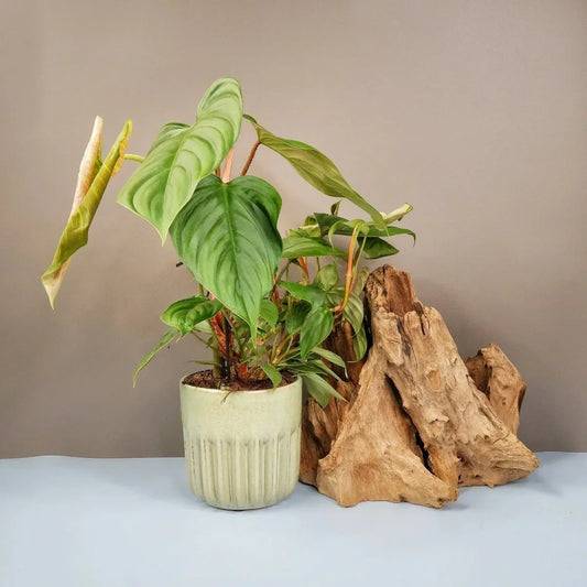 Philodendron Fuzzy Petiole – Zimmerpflanze mit behaarten Blattstielen von potflourri