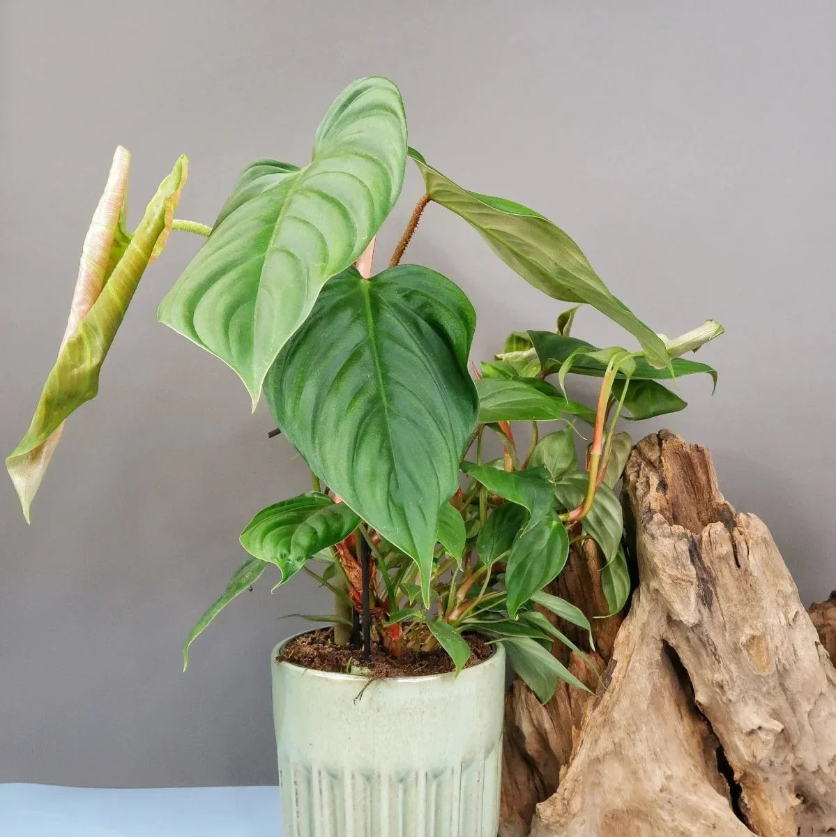 Philodendron Fuzzy Petiole – tropische Blattpflanze