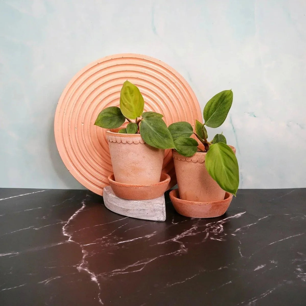 Philodendron Fuzzy Petiole Topfpflanze für das Zuhause