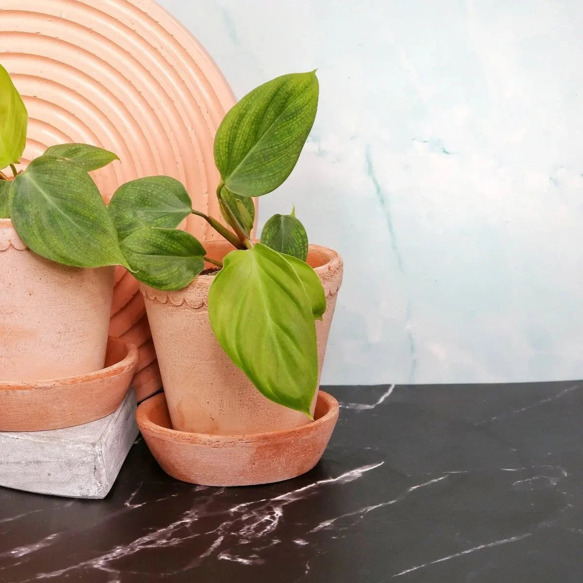 Philodendron Fuzzy Petiole – Aronstabgewächs in Sattgrün