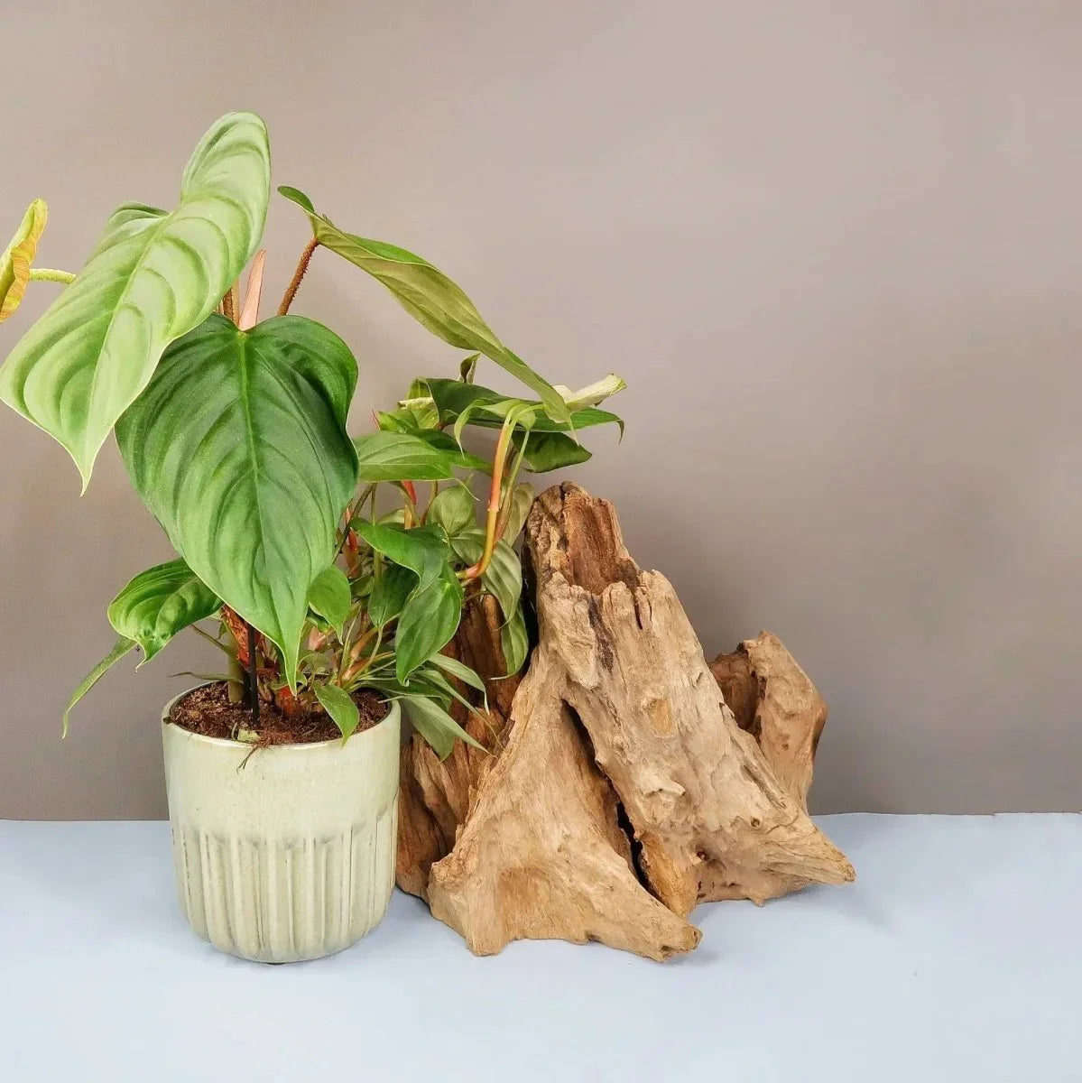 Zimmerpflanze Philodendron Fuzzy Petiole mit sattgrünen Blättern