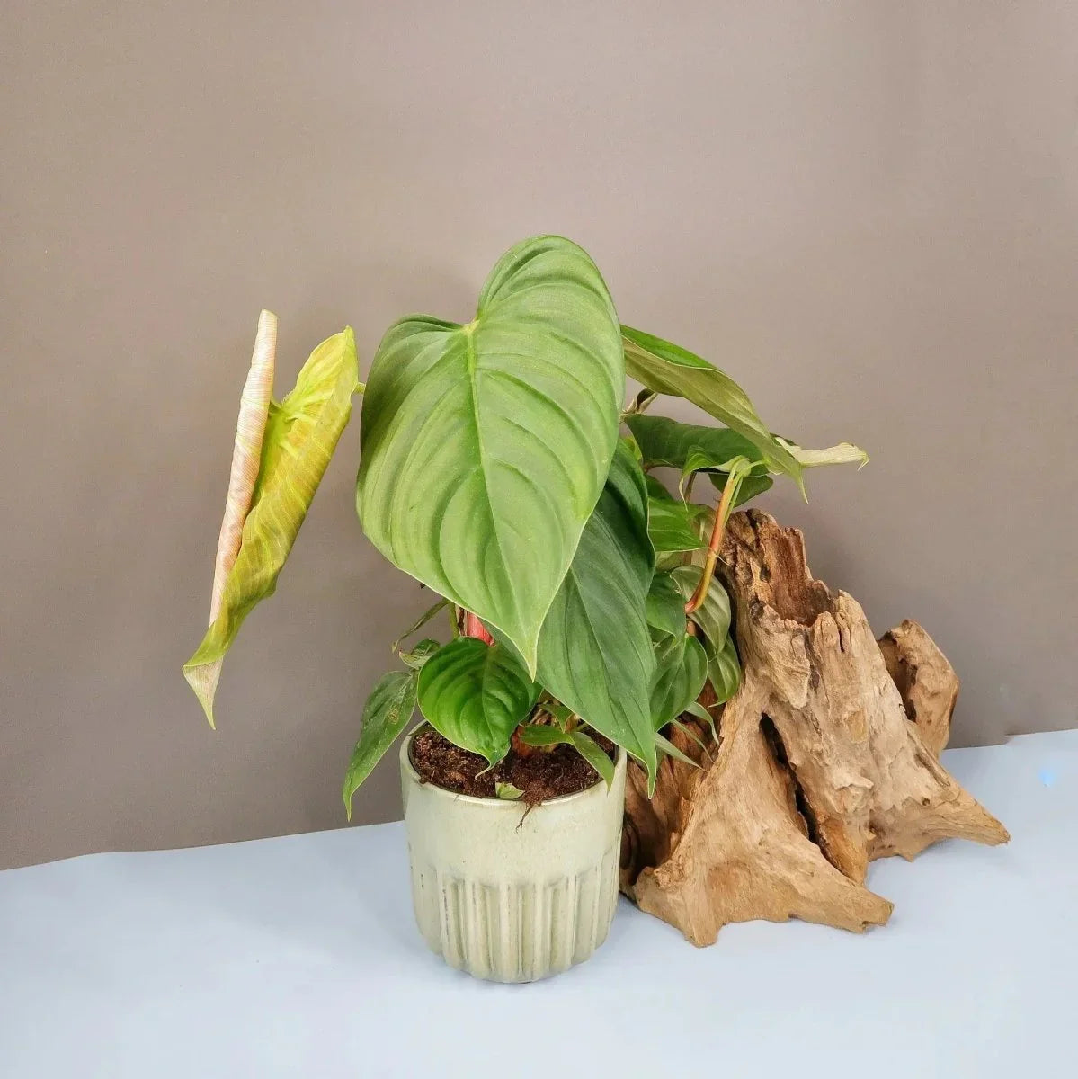Philodendron Fuzzy Petiole – Zimmerpflanze mit flauschiger Optik