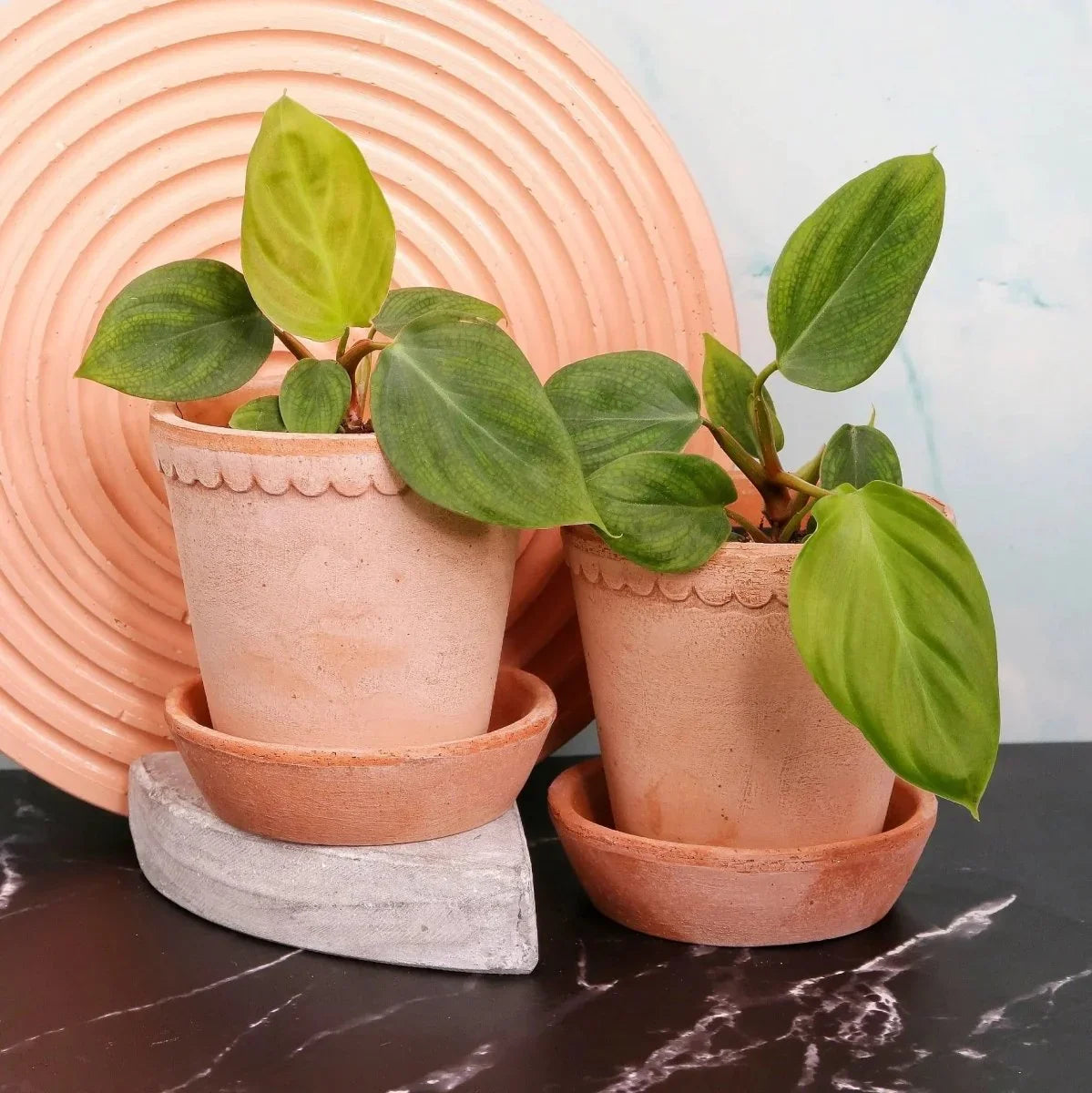 Zimmerpflanze Philodendron Fuzzy Petiole – Ansicht 9