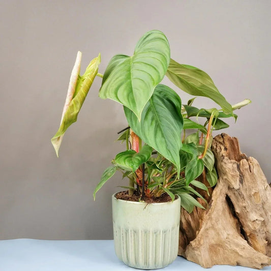 Philodendron Fuzzy Petiole – Zimmerpflanze mit behaarten Blattstielen von potflourri