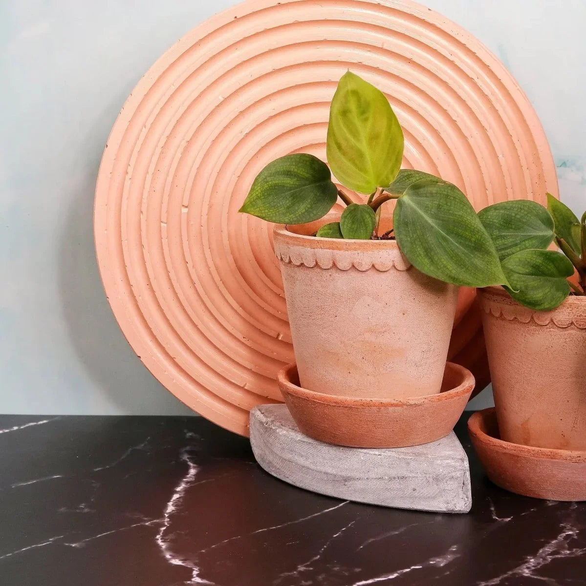 Philodendron Fuzzy Petiole – Blattstiele mit zarter Behaarung